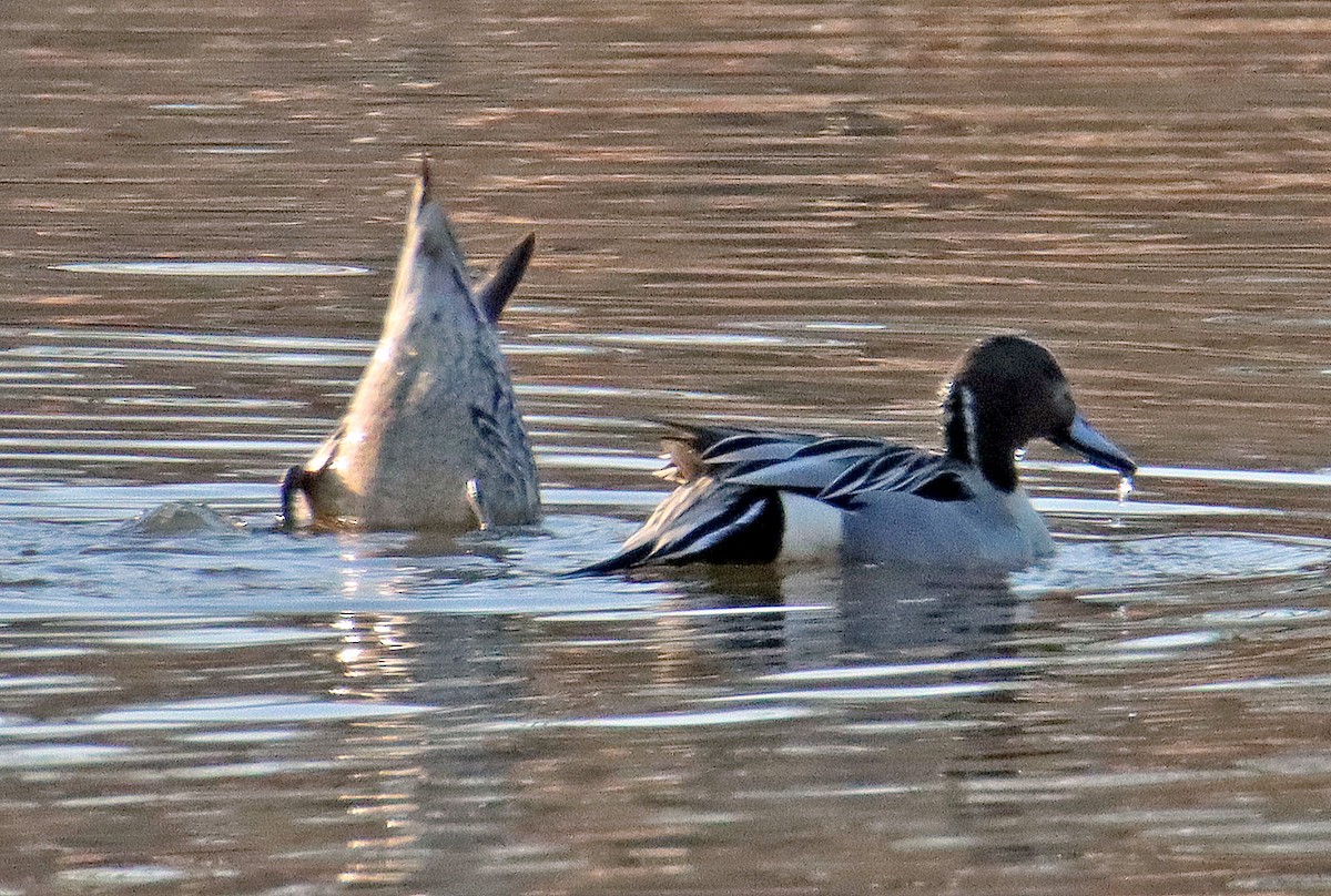 Northern Pintail - ML616962430