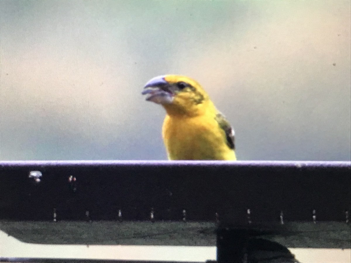 Yellow Grosbeak - Jason Horn