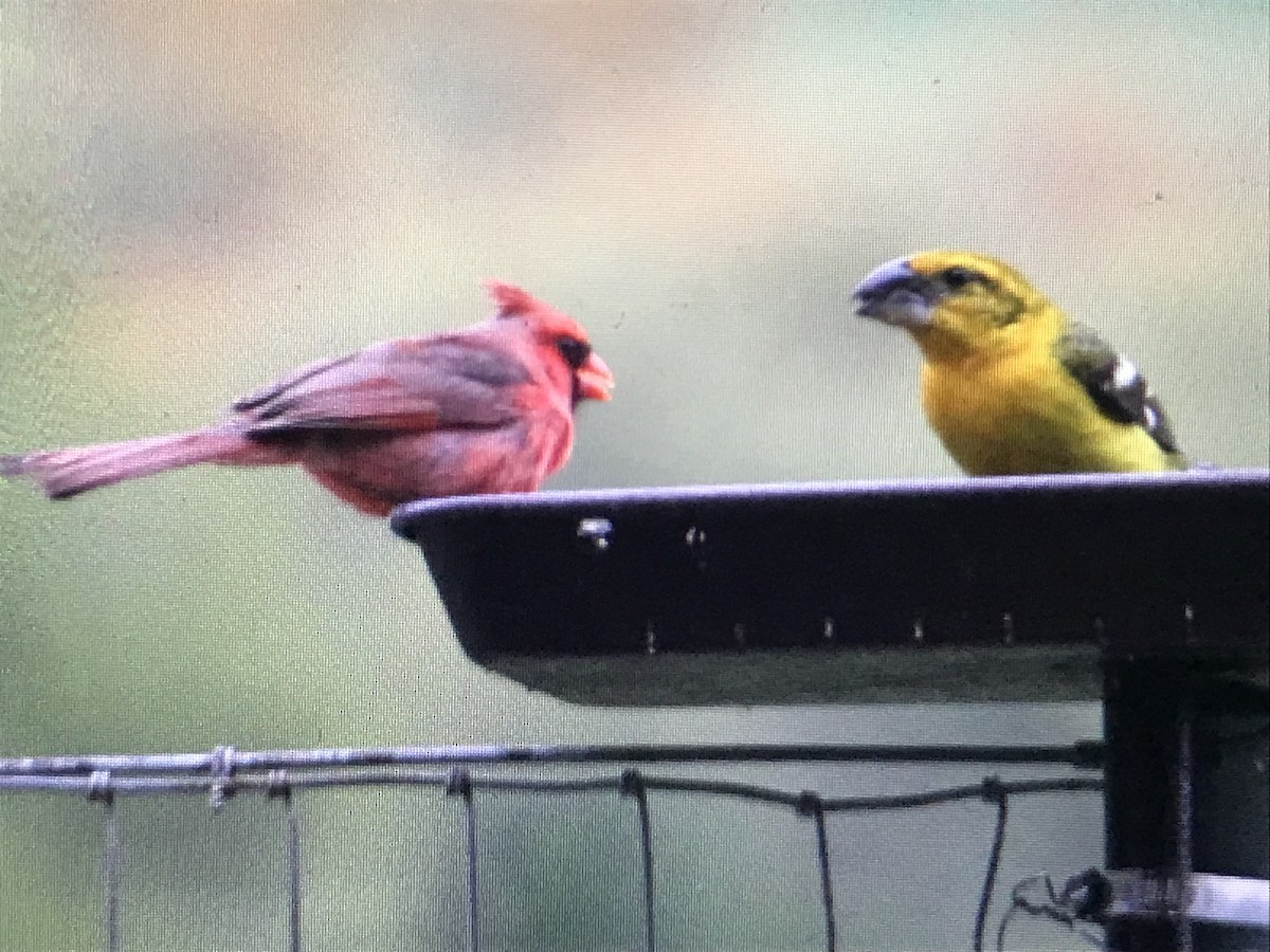 Yellow Grosbeak - ML616962502