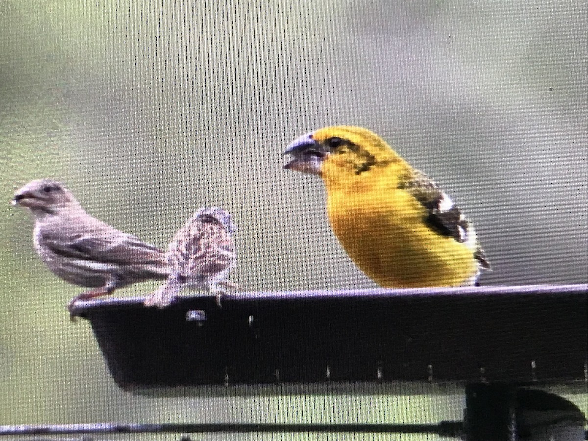 Yellow Grosbeak - ML616962503