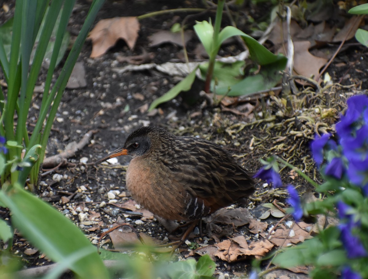 Virginia Rail - ML616962531