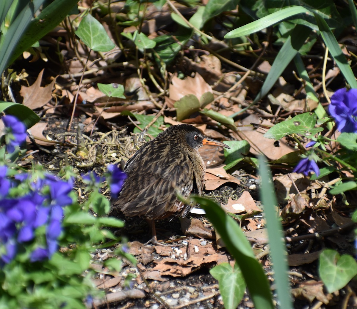 Virginia Rail - ML616962566