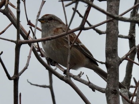 American Tree Sparrow - ML616962584