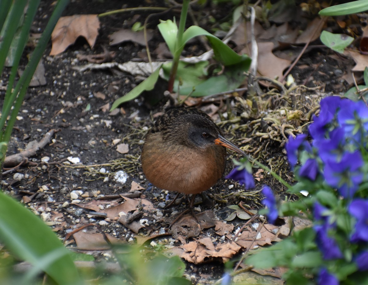 Virginia Rail - ML616962587