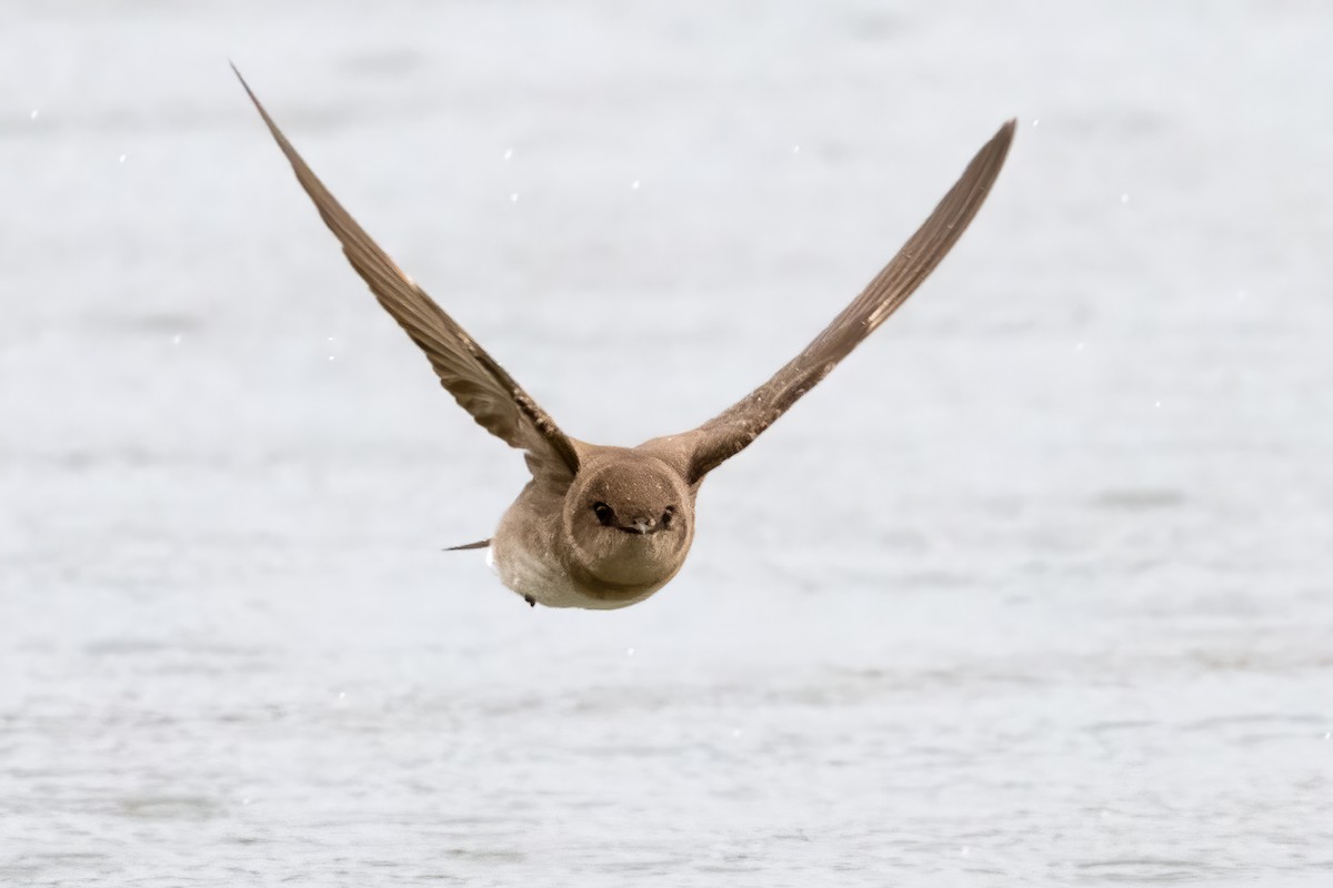 Northern Rough-winged Swallow - Tom Hudson