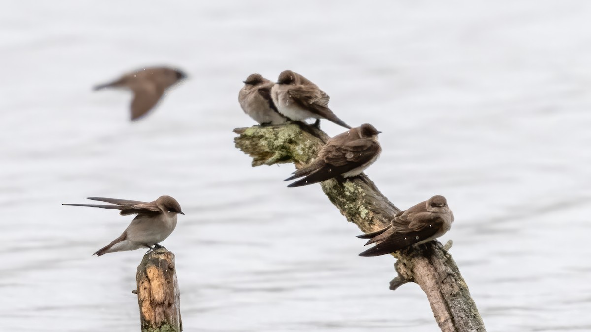 Northern Rough-winged Swallow - Tom Hudson