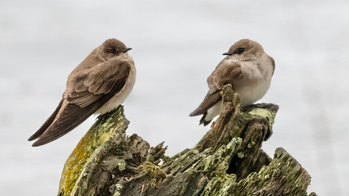 Northern Rough-winged Swallow - Tom Hudson