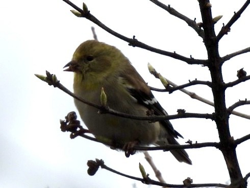 American Goldfinch - Emily Sinclair
