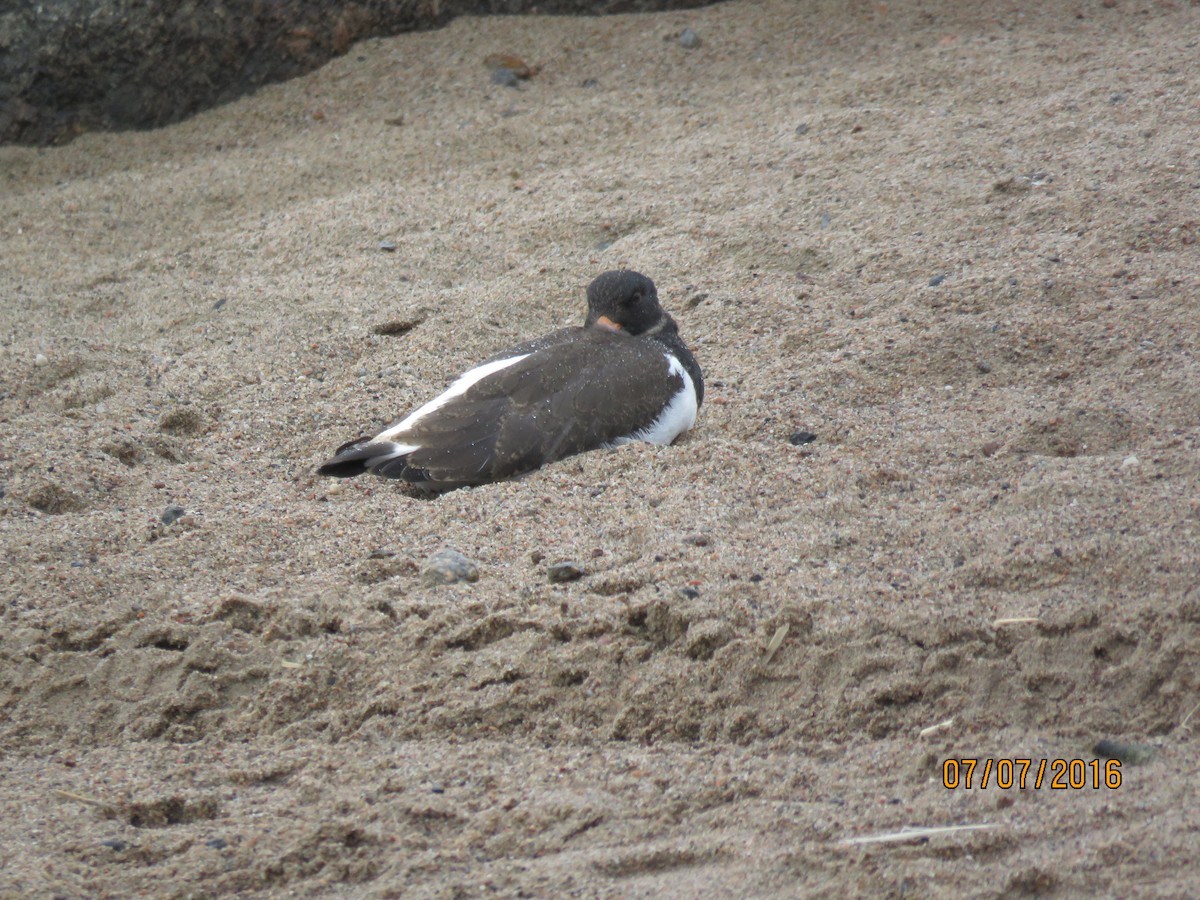 Eurasian Oystercatcher - ML616962614