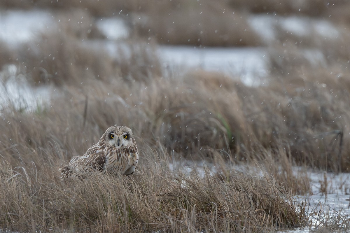 Short-eared Owl - Jeremy Castle