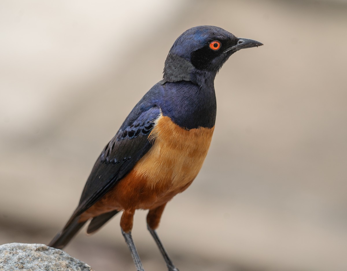 Hildebrandt's Starling - Haoning Gong