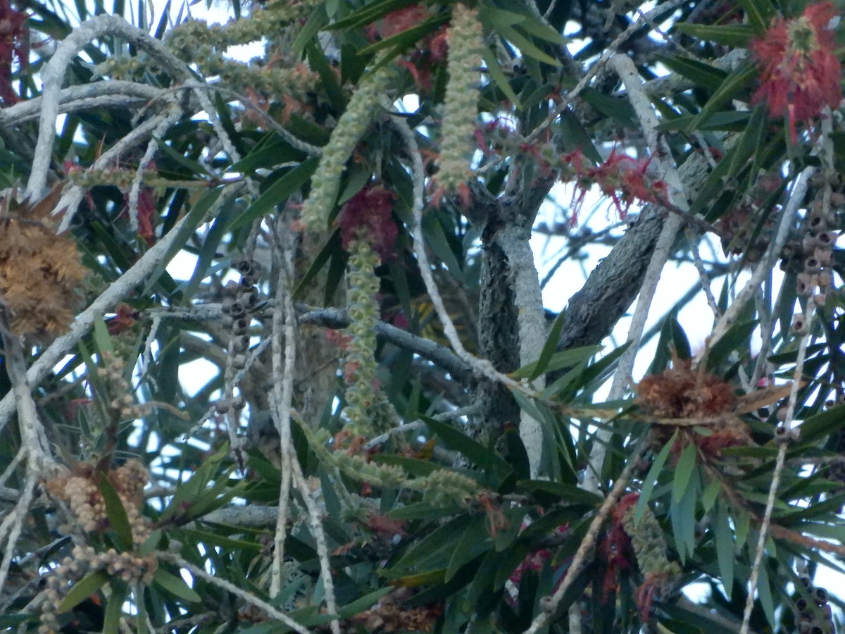 Cape May Warbler - ML616962708