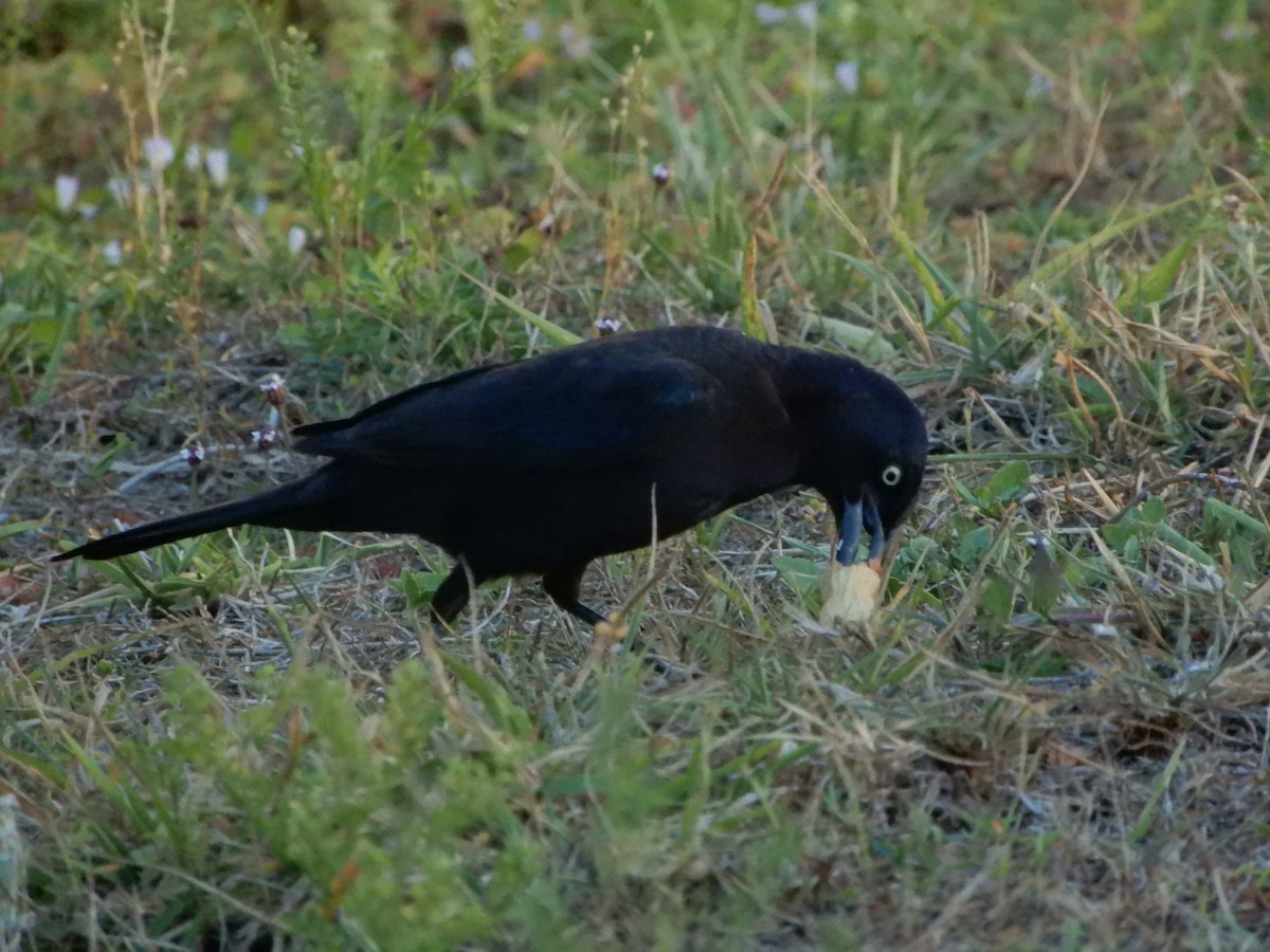 Common Grackle - ML616962725