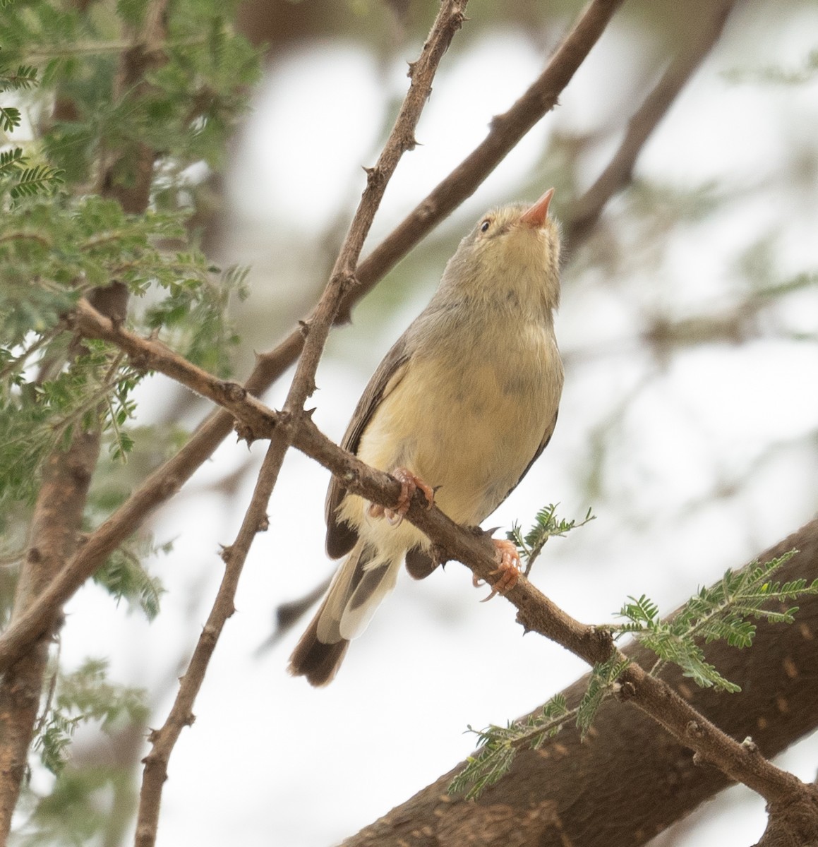 Prinia Ventripálida - ML616962734