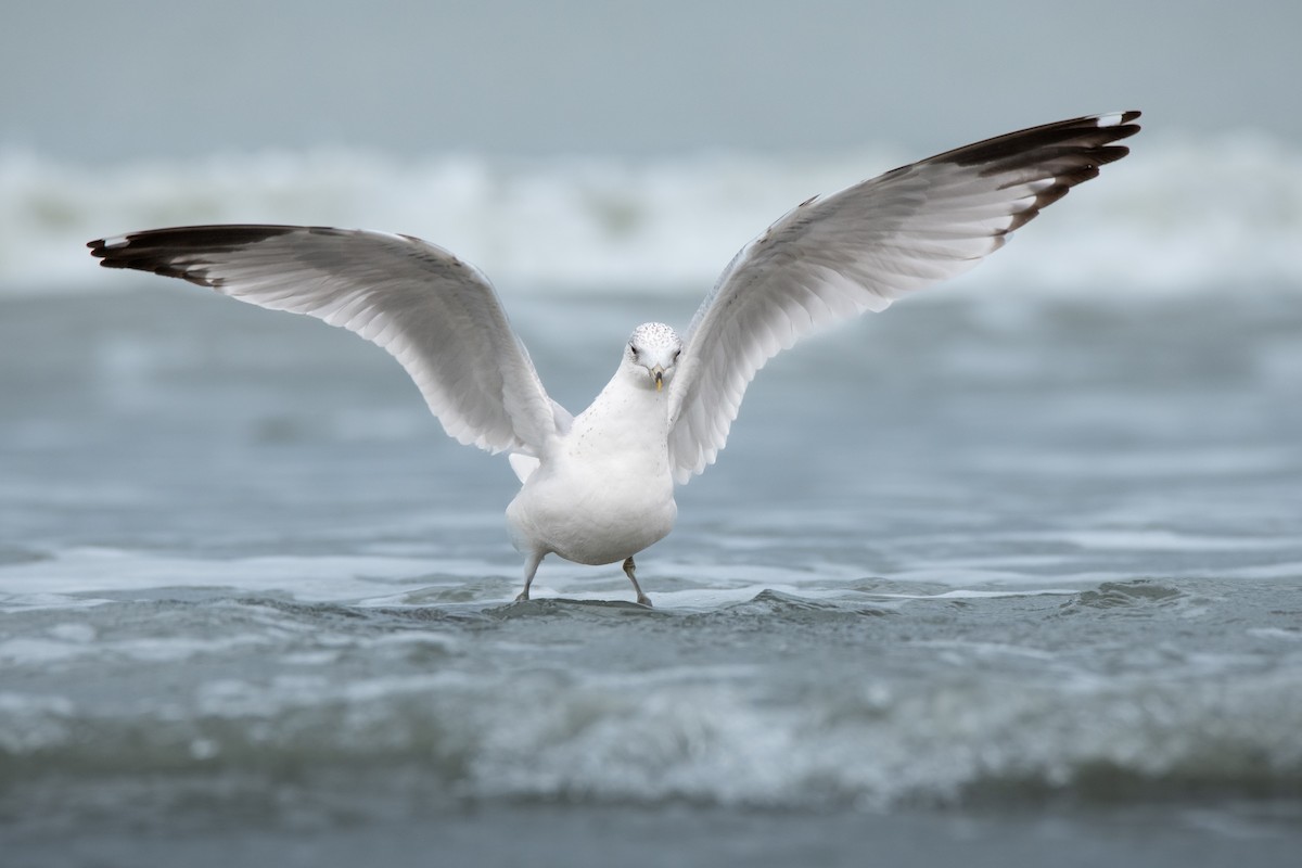 Ring-billed Gull - Kieran Barlow