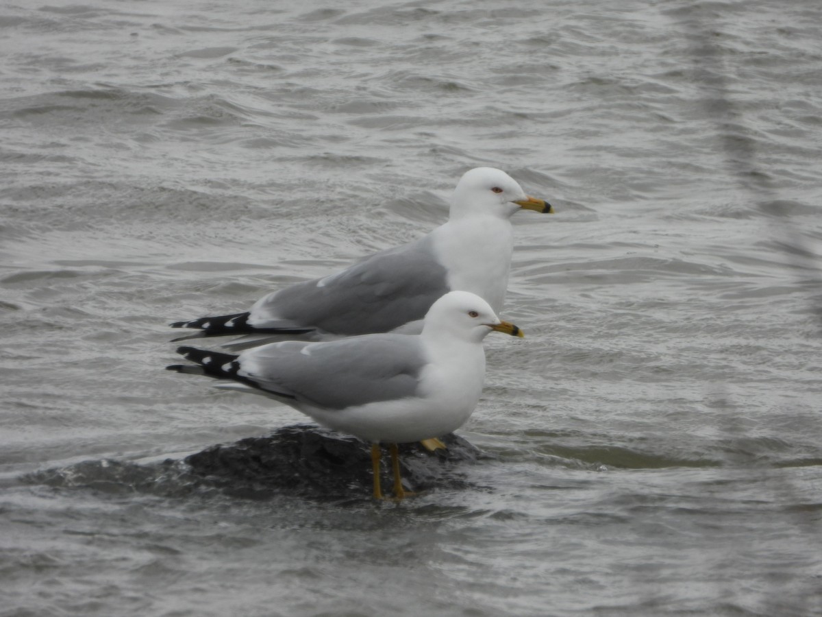 Ring-billed Gull - ML616962781