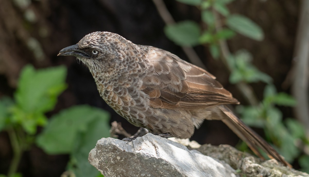 Black-lored Babbler - ML616962785