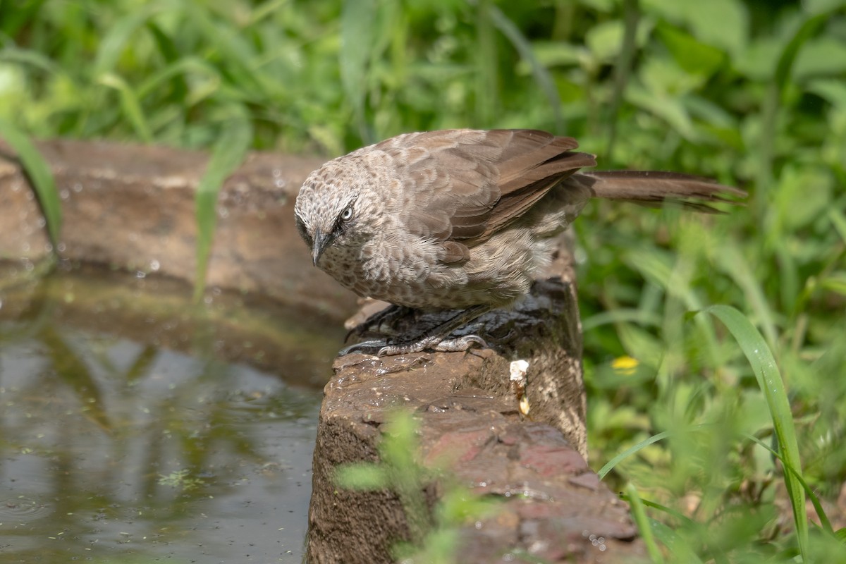 Black-lored Babbler - ML616962809