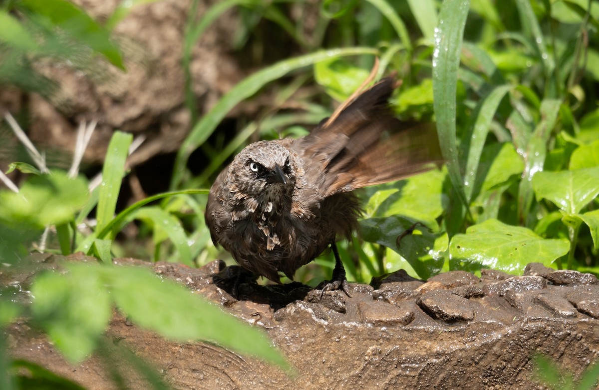 Black-lored Babbler - Kevin Gong