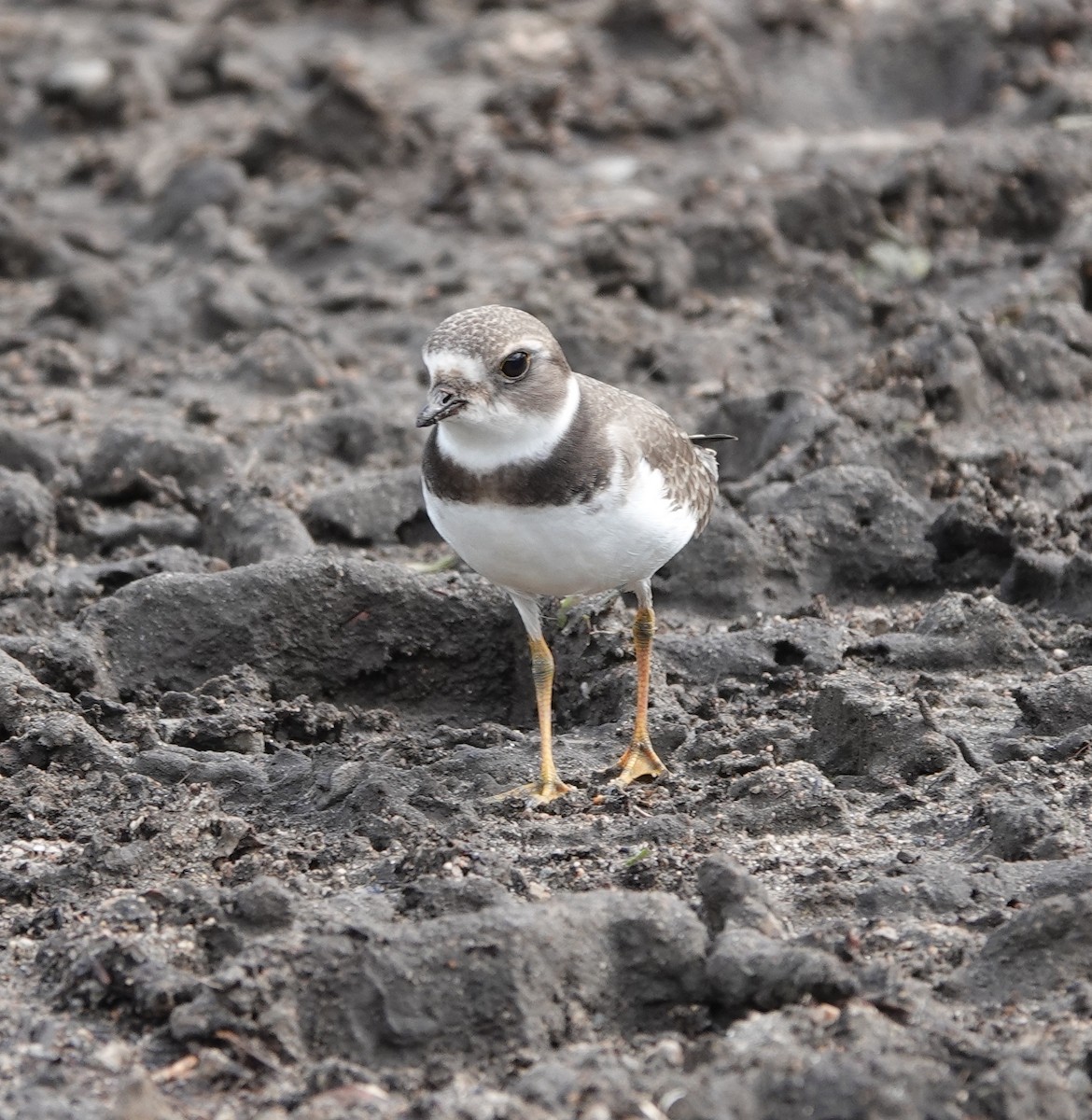 Semipalmated Plover - ML616962823