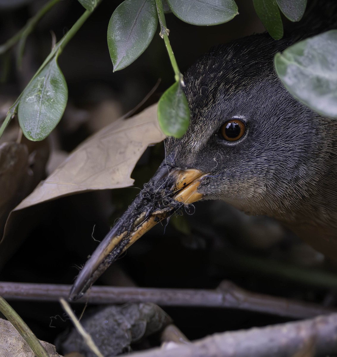 Virginia Rail - ML616962831