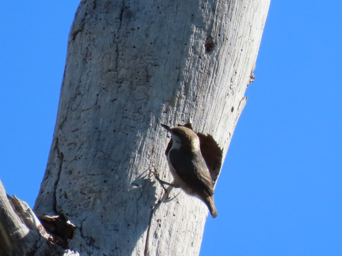 Brown-headed Nuthatch - Enrico Leonardi