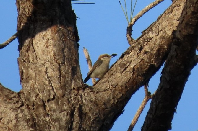 Brown-headed Nuthatch - Enrico Leonardi