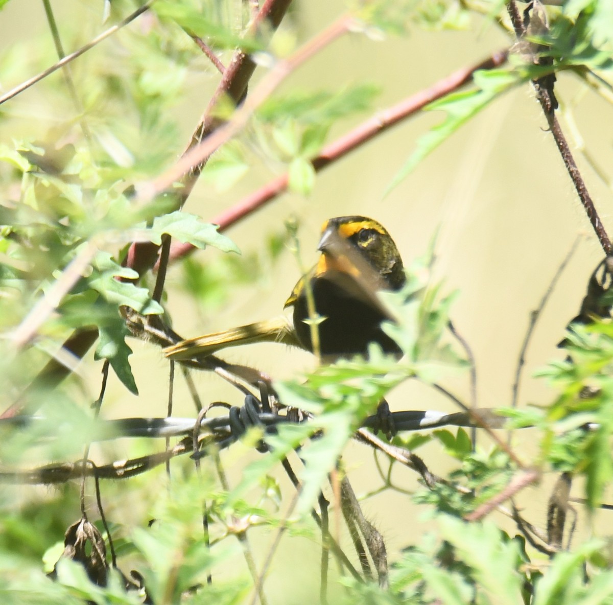 Yellow-faced Grassquit - ML616962885