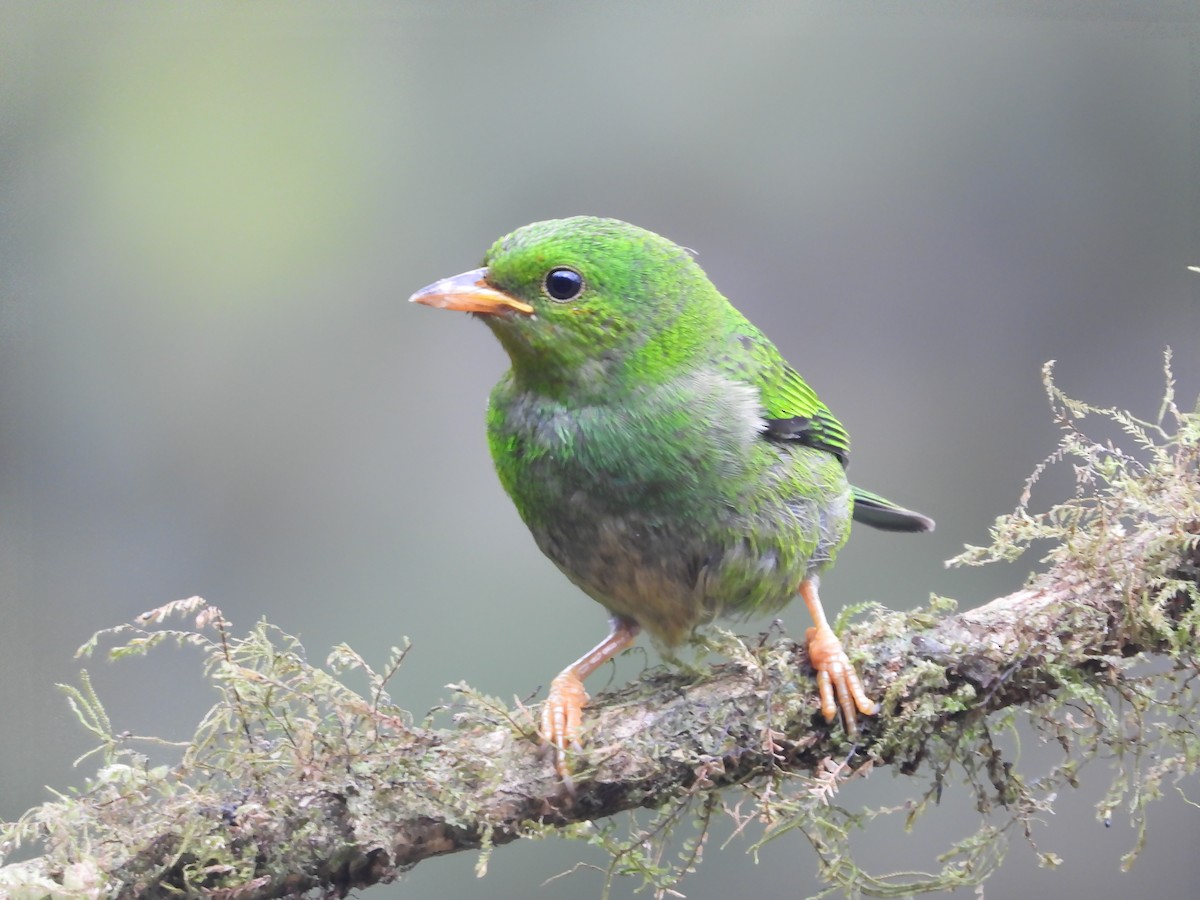 Multicolored Tanager - Jose Fernando Sanchez O.