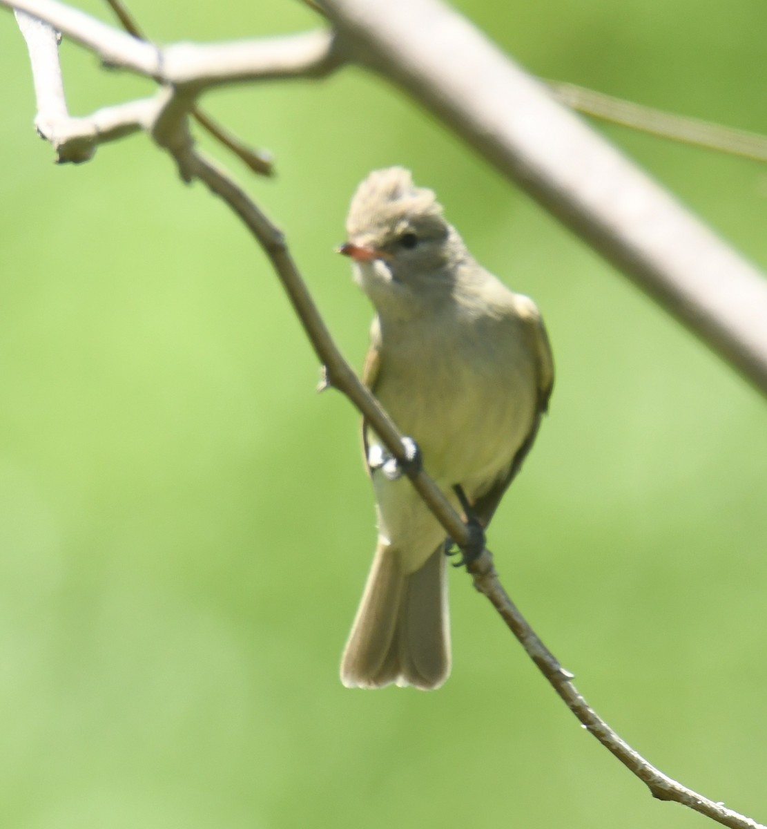 Northern Beardless-Tyrannulet - ML616962897