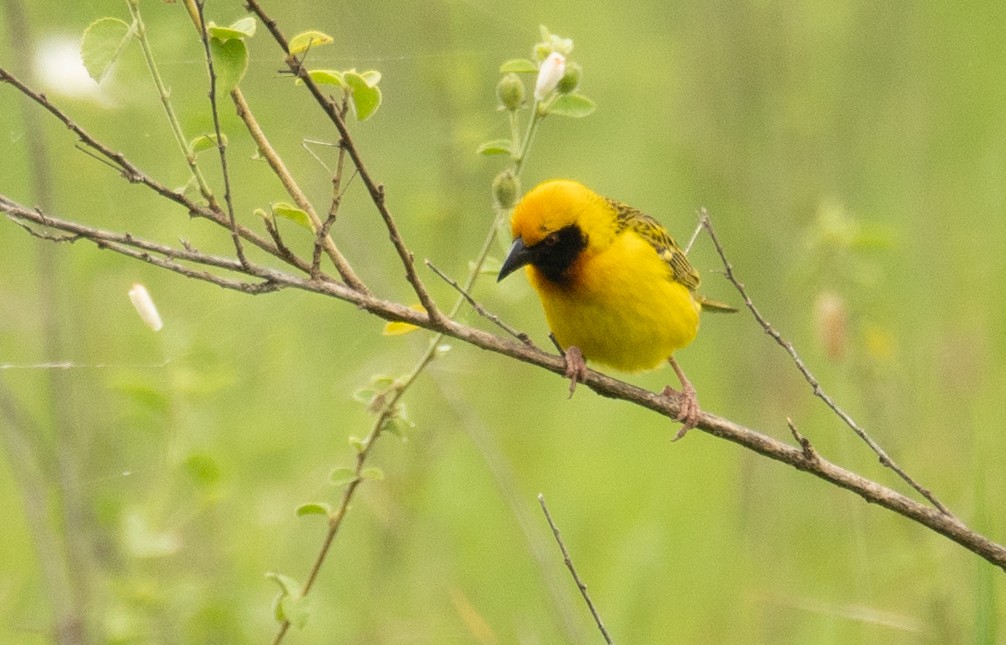 Speke's Weaver - Kevin Gong