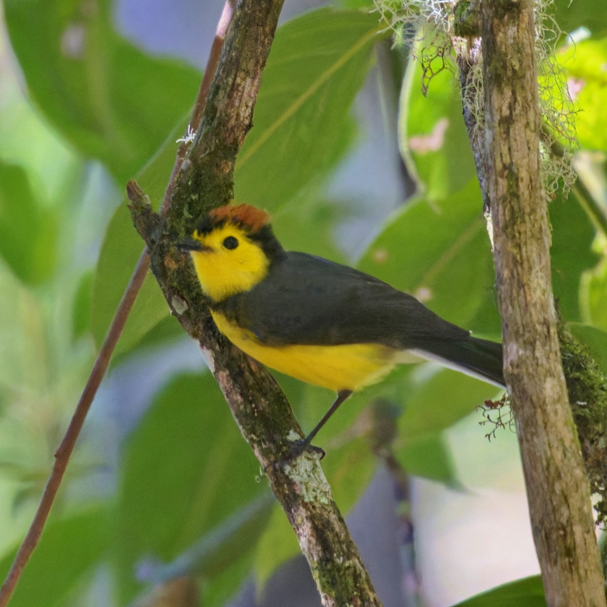 Collared Redstart - ML616963061