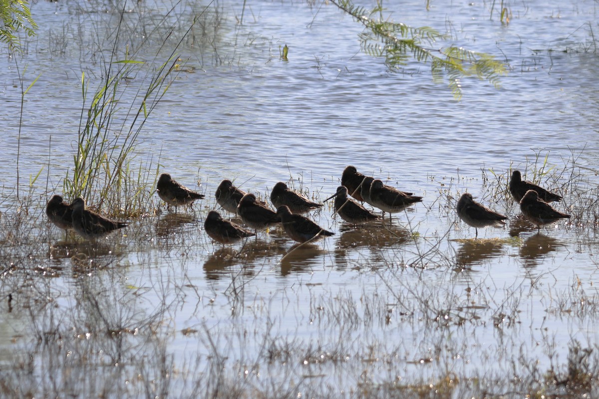 Long-billed Dowitcher - David Nelson