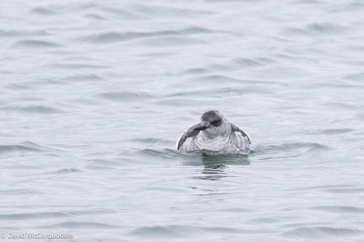 Black Guillemot - ML616963114