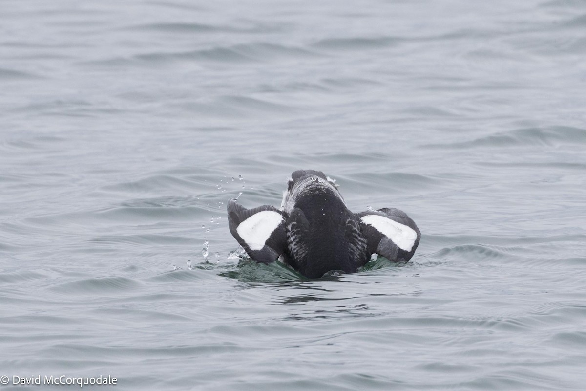 Black Guillemot - ML616963118