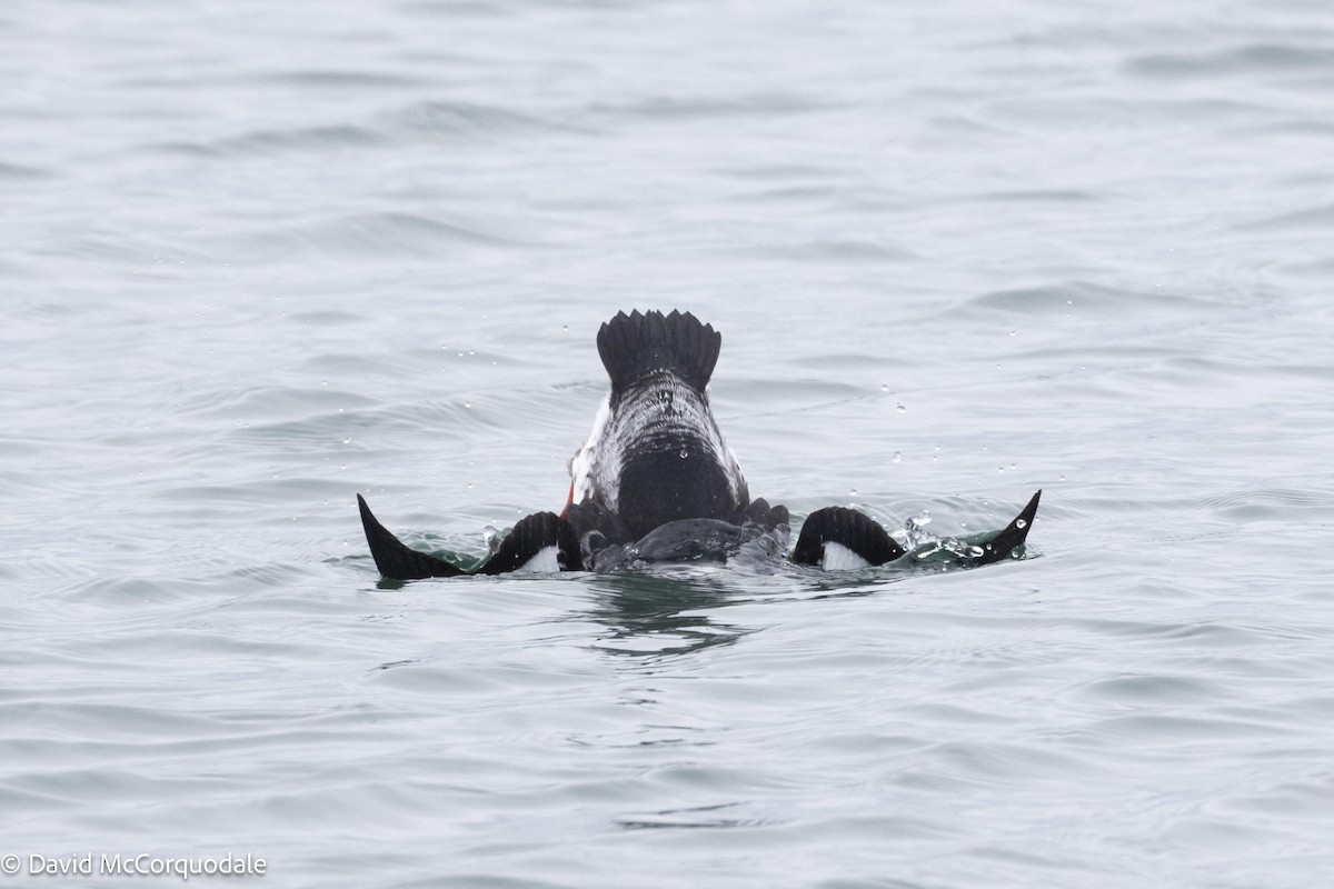 Black Guillemot - David McCorquodale