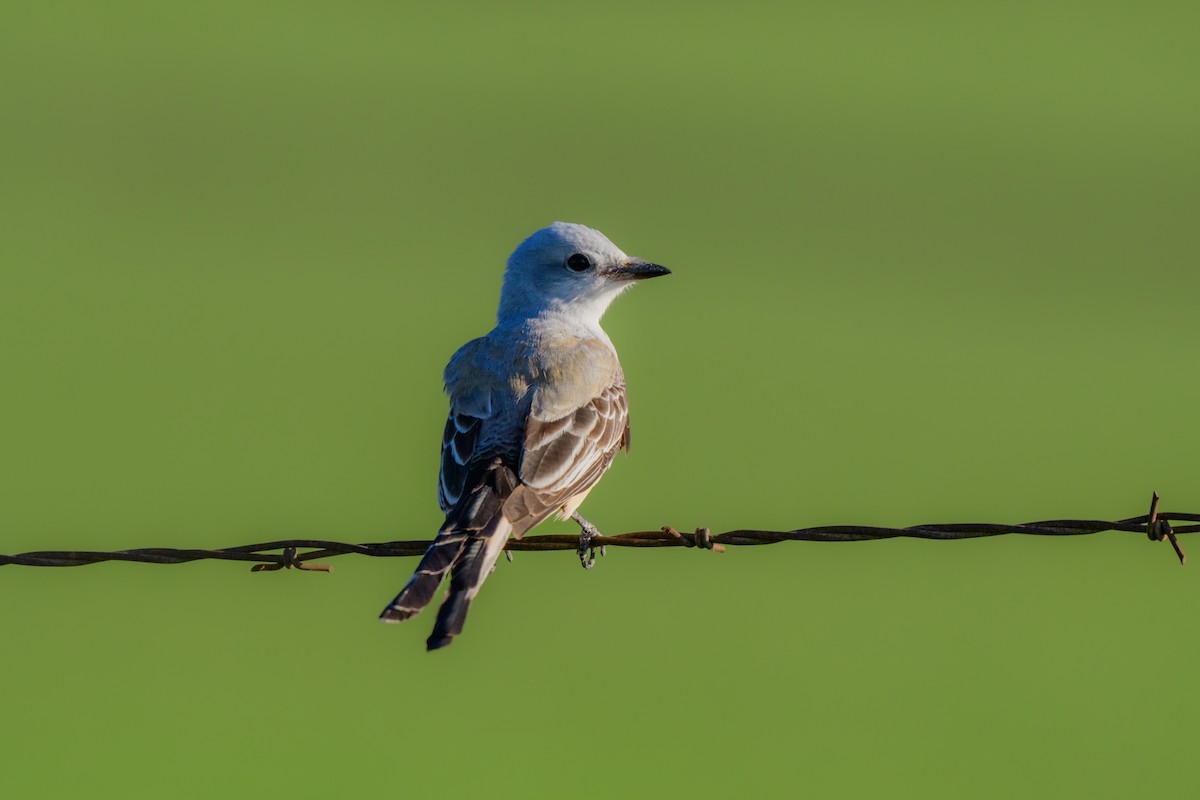 Scissor-tailed Flycatcher - John Kuenzli