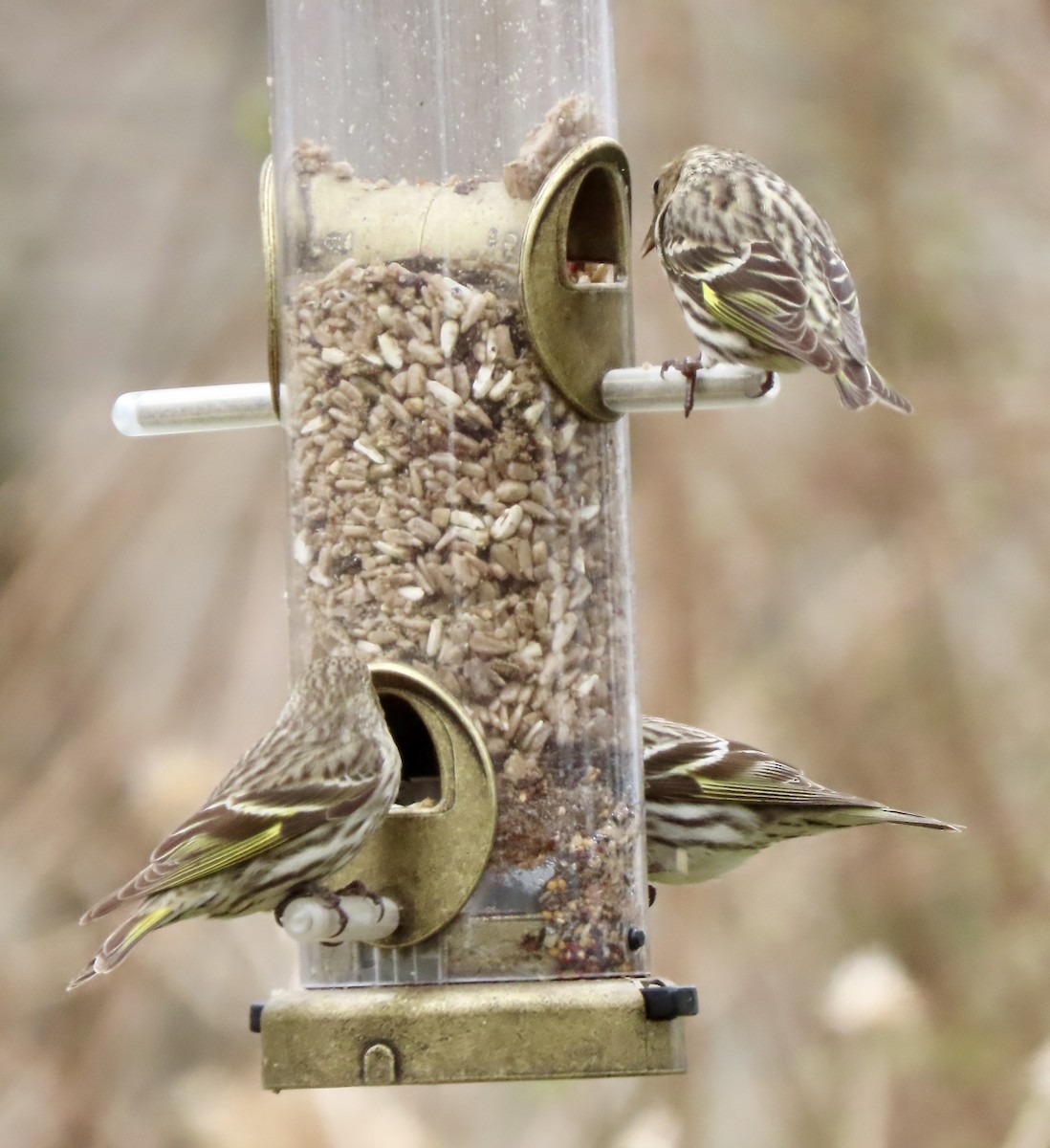 Pine Siskin - Laurie Reynolds