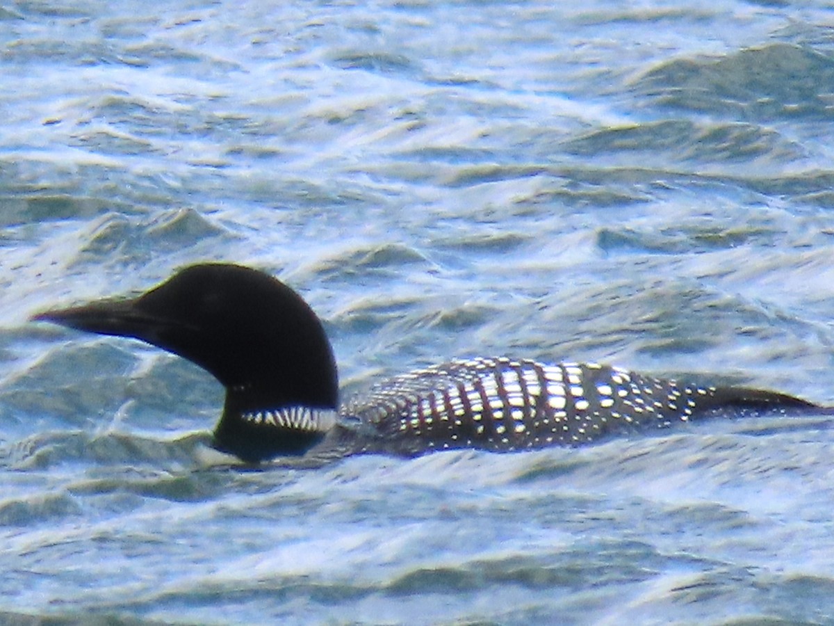 Common Loon - ML616963257