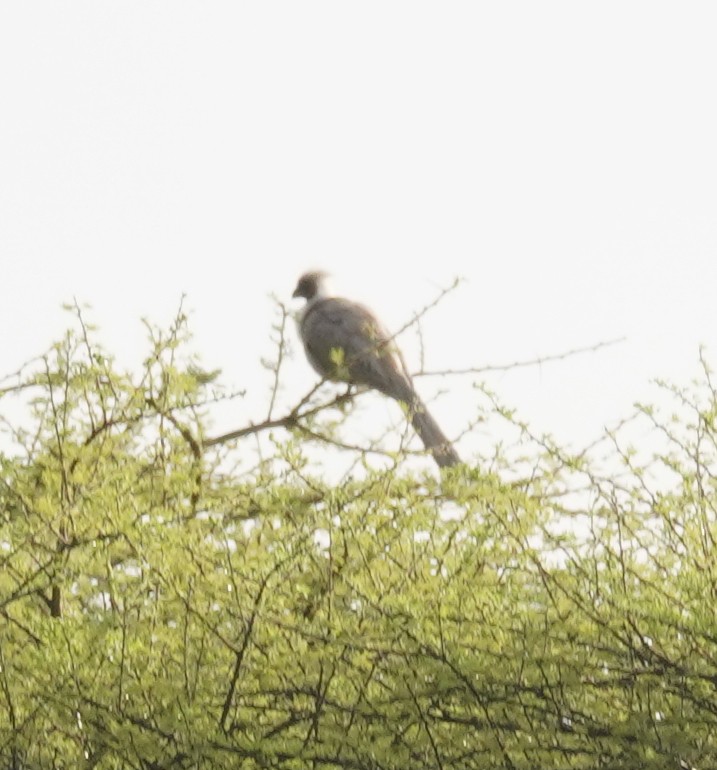 Turaco Enmascarado - ML616963258