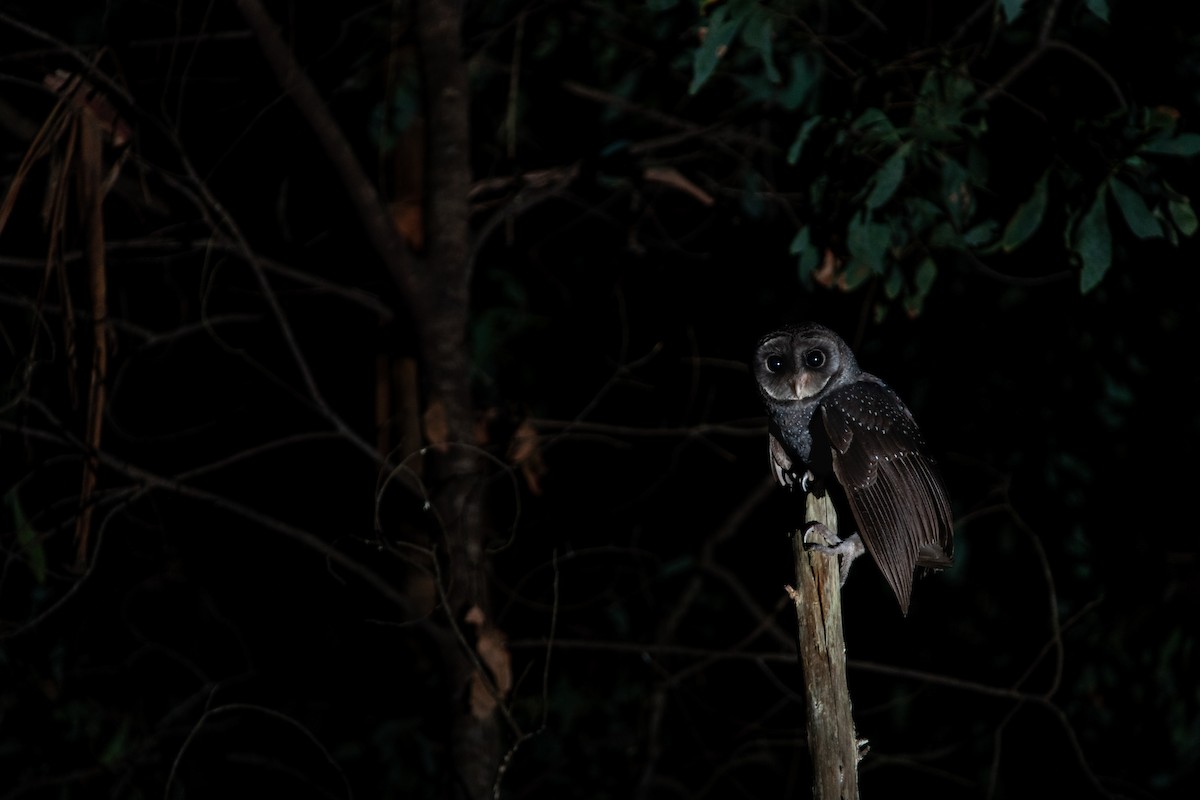 Sooty Owl (Greater) - ML616963263