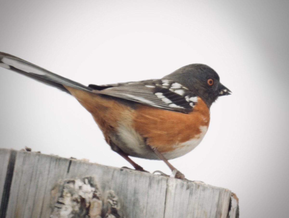 Spotted Towhee - ML616963270