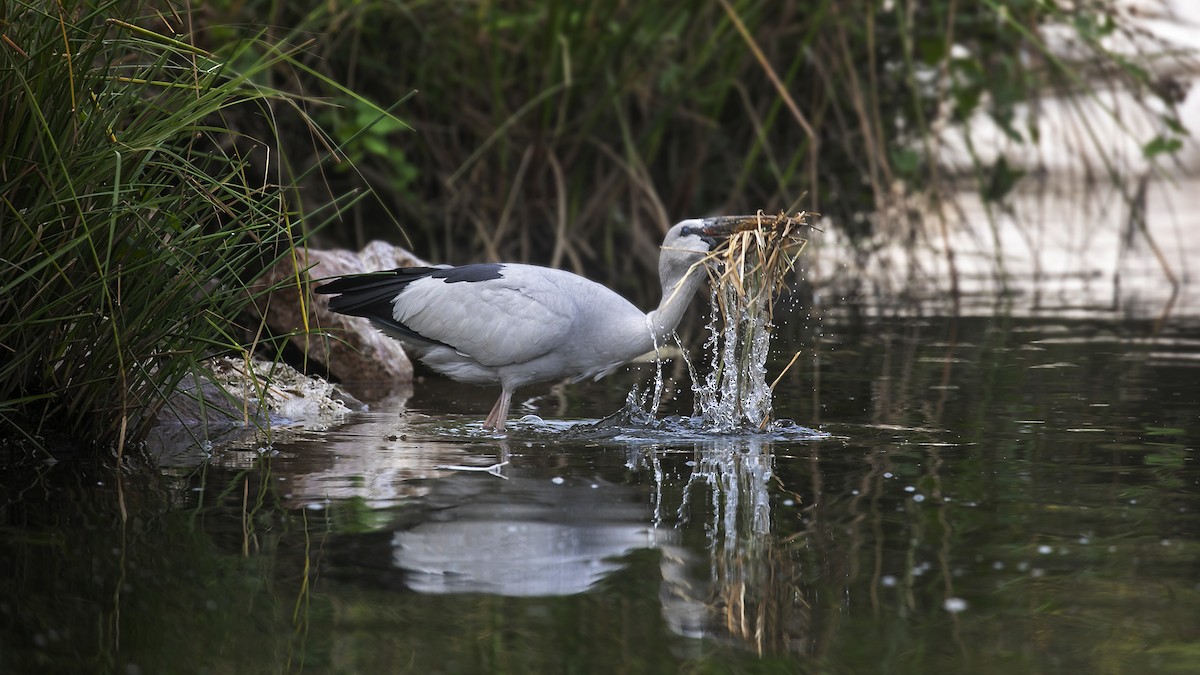 Asian Openbill - ML616963327