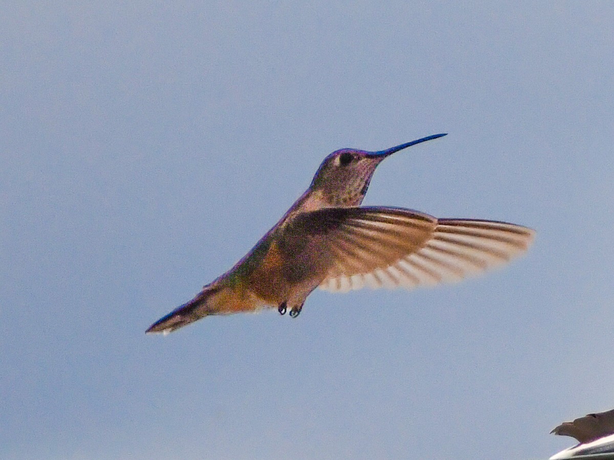 Rufous Hummingbird - ML616963336