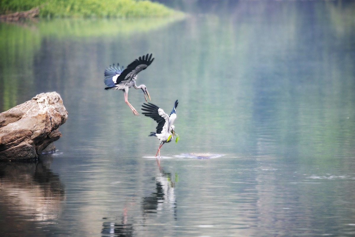 Asian Openbill - ML616963337