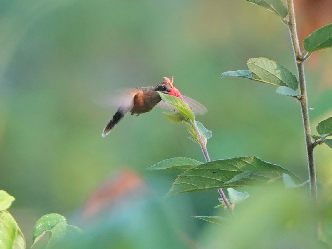 Пестрогорлый колибри-отшельник - ML616963343