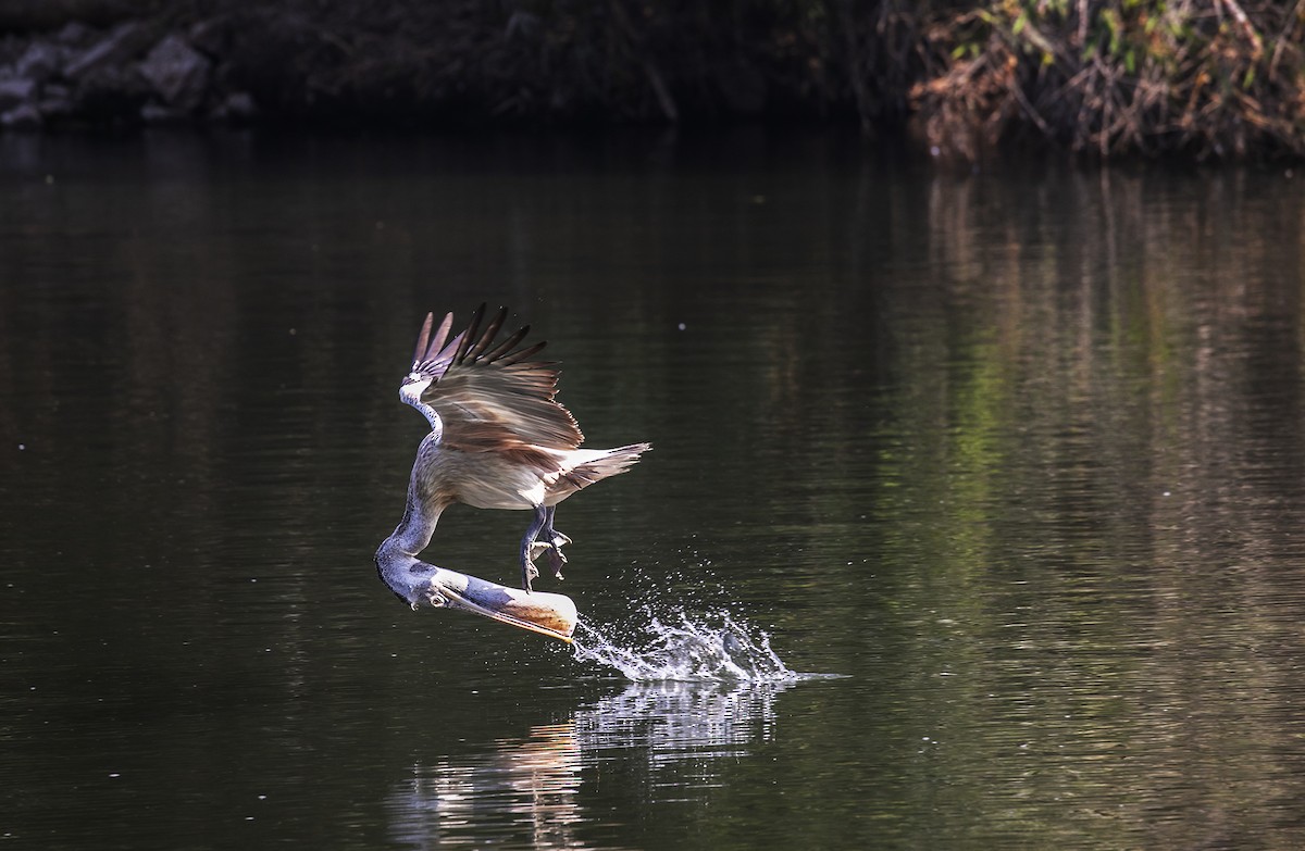 Spot-billed Pelican - ML616963364