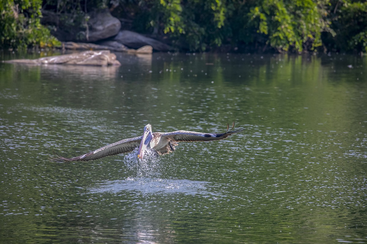 Spot-billed Pelican - ML616963370