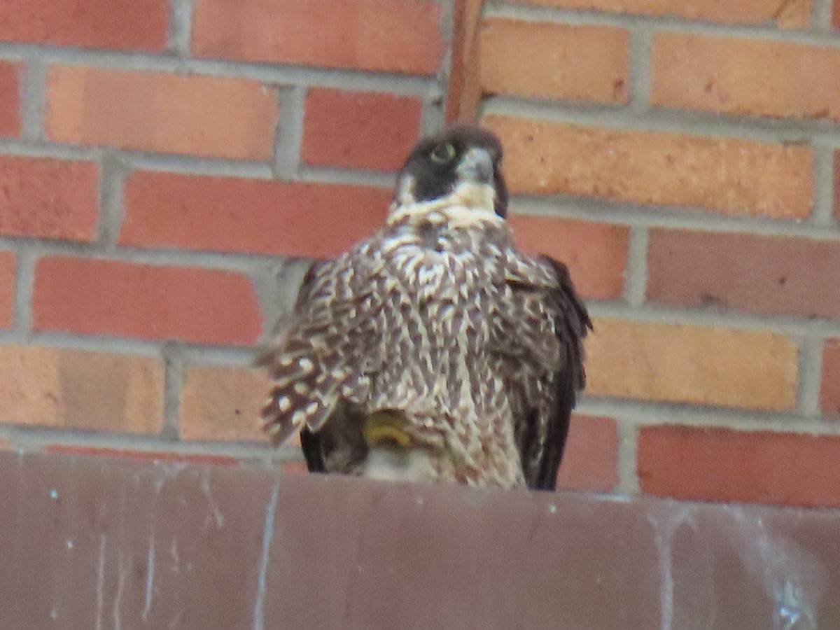 Peregrine Falcon - ML616963394