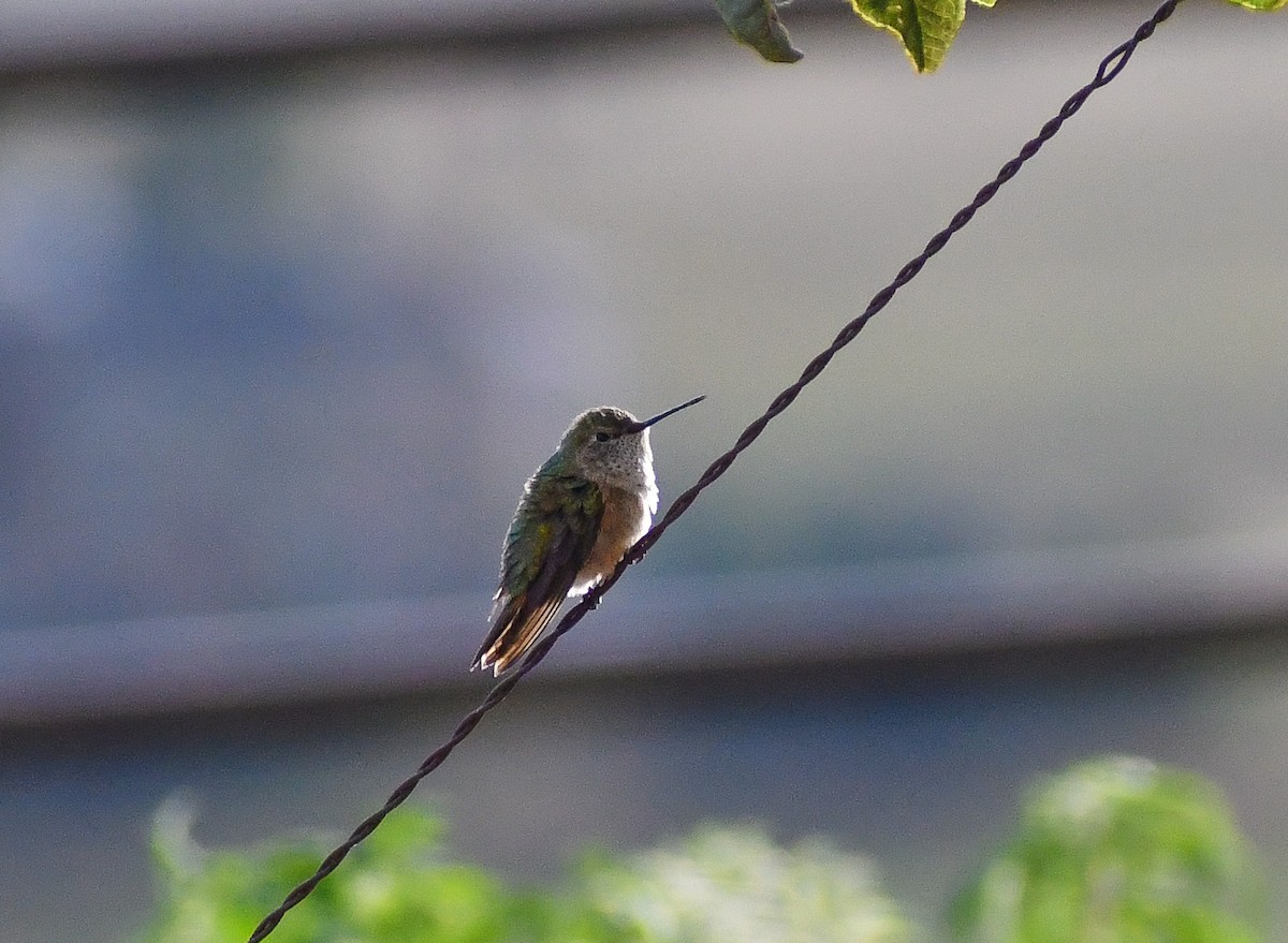 Broad-tailed Hummingbird - ML616963412